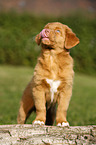 Nova Scotia Duck Tolling Retriever Puppy