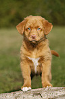 Nova Scotia Duck Tolling Retriever Puppy