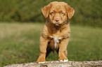 Nova Scotia Duck Tolling Retriever Puppy