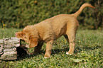 Nova Scotia Duck Tolling Retriever Puppy