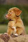 Nova Scotia Duck Tolling Retriever Puppy