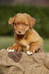 Nova Scotia Duck Tolling Retriever Puppy