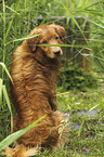 sitting Nova Scotia Duck Tolling Retriever