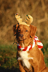 Nova Scotia Duck Tolling Retriever Portrait