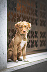 Nova Scotia Duck Tolling Retriever Puppy