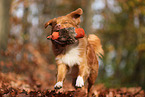 Nova Scotia Duck Tolling Retriever in autumn