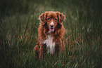 Nova Scotia Duck Tolling Retriever