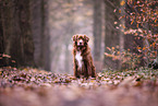 Nova Scotia Duck Tolling Retriever