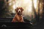 Nova Scotia Duck Tolling Retriever