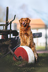 Nova Scotia Duck Tolling Retriever