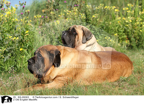 2 Old English Mastiffs / 2 Old English Mastiffs / SS-28083