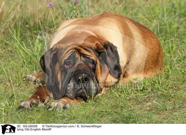 liegender Old English Mastiff / lying Old English Mastiff / SS-28099