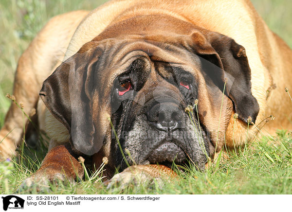 liegender Old English Mastiff / lying Old English Mastiff / SS-28101