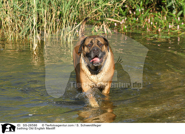 bathing Old English Mastiff / SS-28586