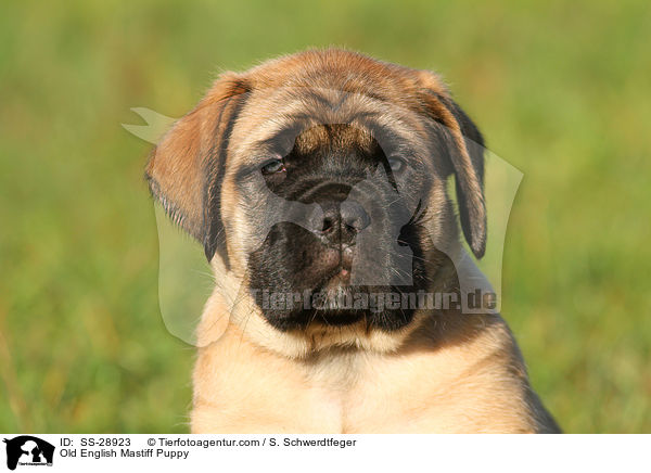 Old English Mastiff Puppy / SS-28923