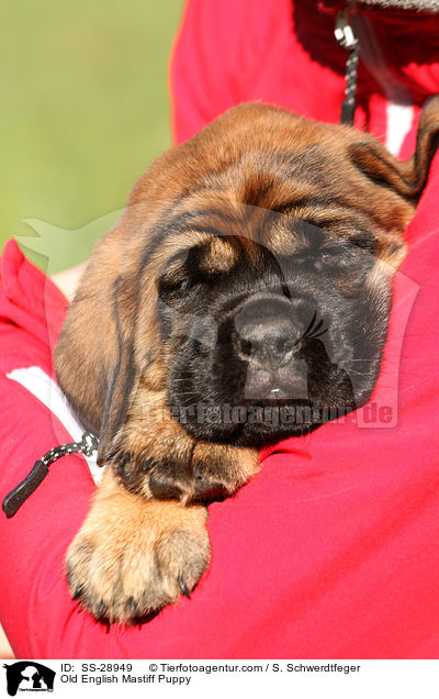 Old English Mastiff Puppy / SS-28949