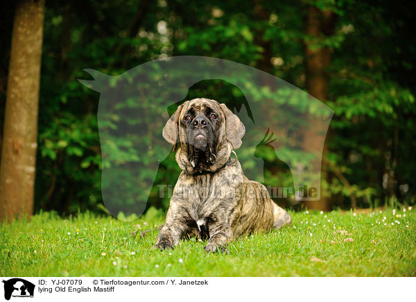 lying Old English Mastiff / YJ-07079