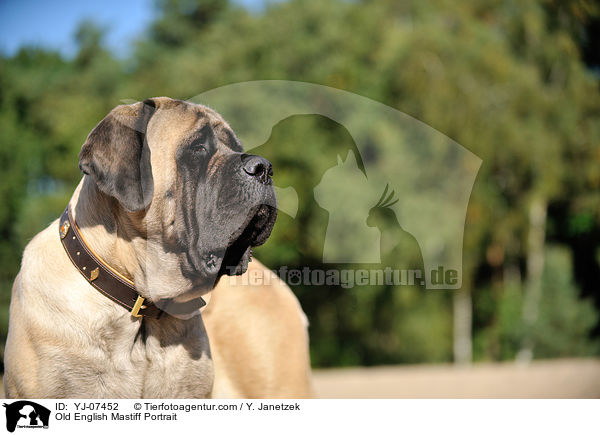 Old English Mastiff Portrait / YJ-07452