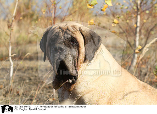 Old English Mastiff Portrait / SS-36457