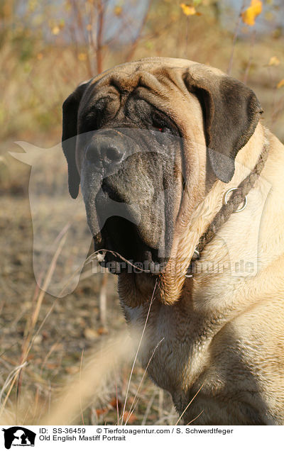 Old English Mastiff Portrait / SS-36459