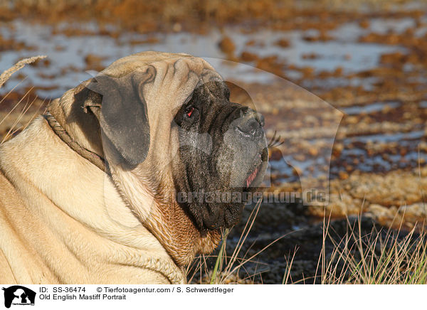 Old English Mastiff Portrait / SS-36474