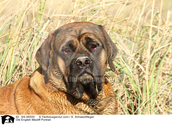 Old English Mastiff Portrait / SS-36500