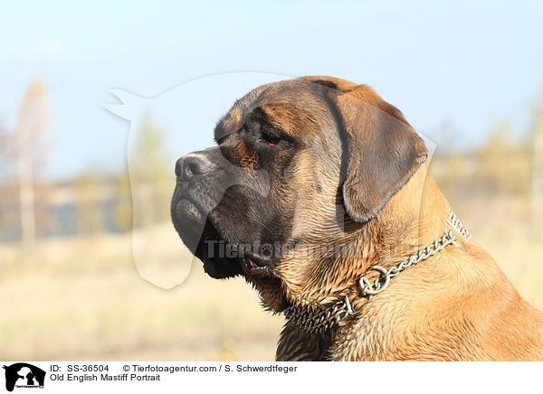 Old English Mastiff Portrait / SS-36504