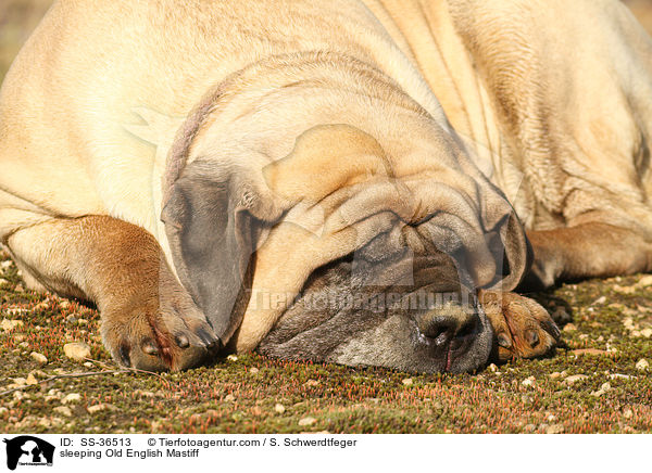 sleeping Old English Mastiff / SS-36513