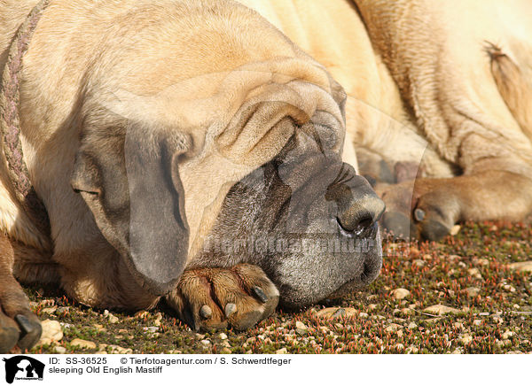 sleeping Old English Mastiff / SS-36525