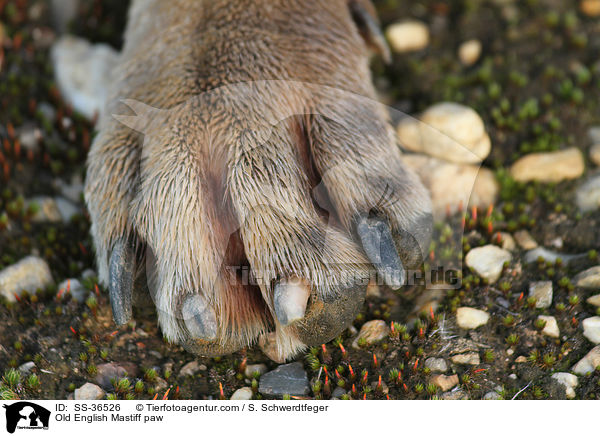 Old English Mastiff paw / SS-36526