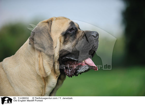 Old English Mastiff Portrait / YJ-08834