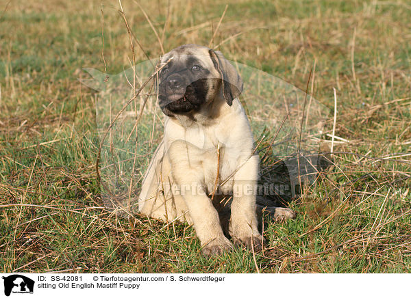 sitting Old English Mastiff Puppy / SS-42081