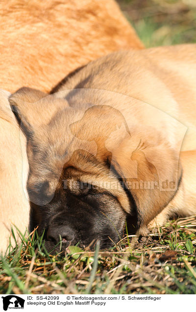 sleeping Old English Mastiff Puppy / SS-42099