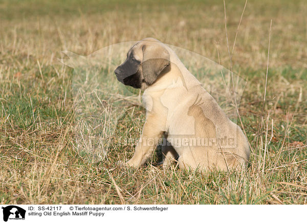 sitting Old English Mastiff Puppy / SS-42117