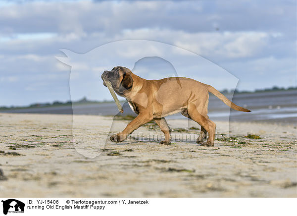 rennender Old English Mastiff Welpe / running Old English Mastiff Puppy / YJ-15406