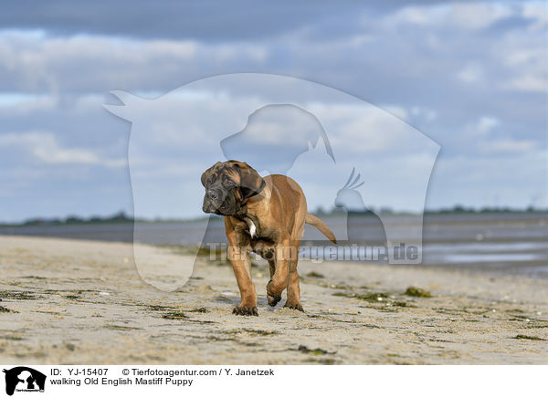laufender Old English Mastiff Welpe / walking Old English Mastiff Puppy / YJ-15407
