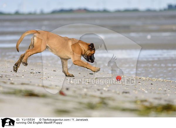 rennender Old English Mastiff Welpe / running Old English Mastiff Puppy / YJ-15534