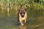 bathing Old English Mastiff