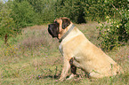 sitting Old English Mastiff