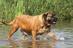 running Old English Mastiff