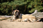 lying Old English Mastiff