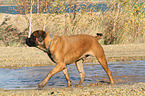 walking Old English Mastiff