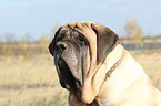 Old English Mastiff Portrait