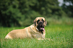 lying Old English Mastiff