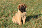 sitting Old English Mastiff Puppy