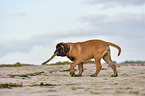 walking Old English Mastiff Puppy