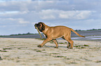 running Old English Mastiff Puppy