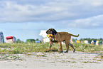 walking Old English Mastiff Puppy