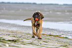 running Old English Mastiff Puppy