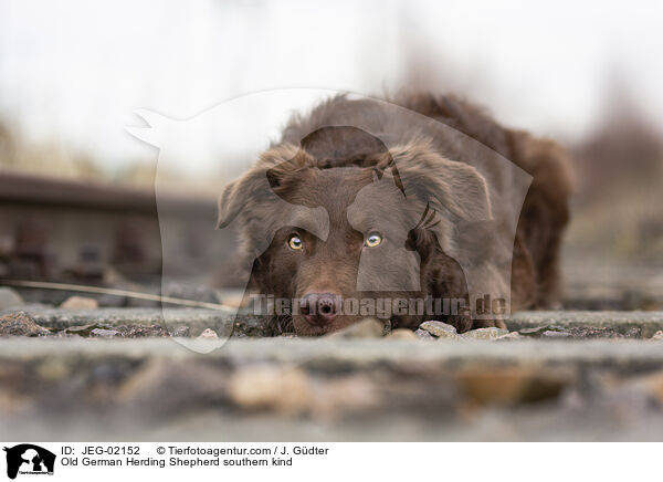 Altdeutscher Htehund Sddeutscher Schlag / Old German Herding Shepherd southern kind / JEG-02152